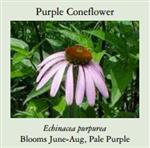 coneflower 