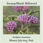 milkweed 