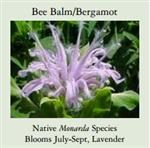 bergamot 